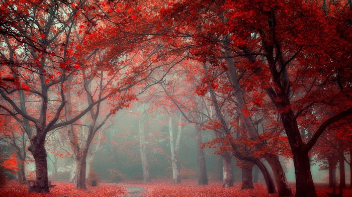 nature, leaves, tunnel, landscape, red, park, trees, mist, road, fall, blue