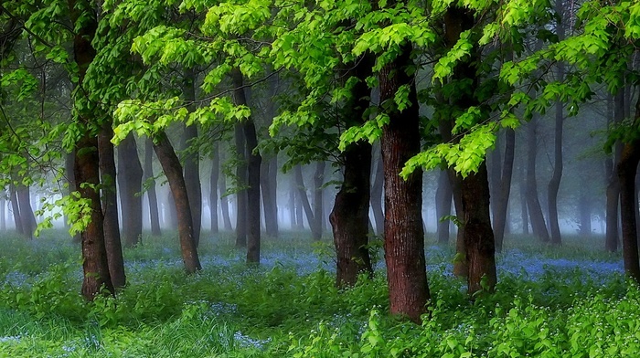 grass, nature, mist, forest, shrubs, landscape, trees, green, morning, wildflowers, spring