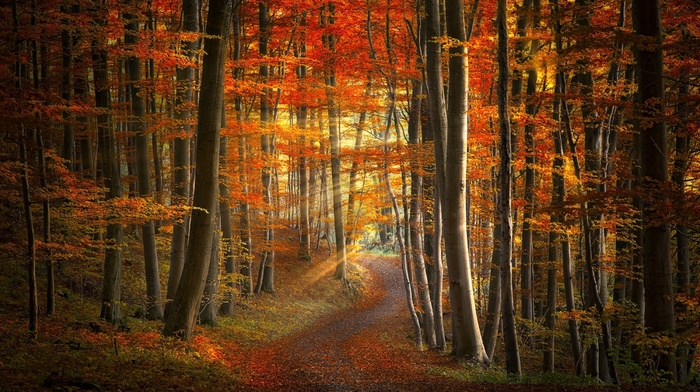 road, nature, fall, sunlight, trees, leaves, sun rays, path, colorful, landscape, forest, sunrise