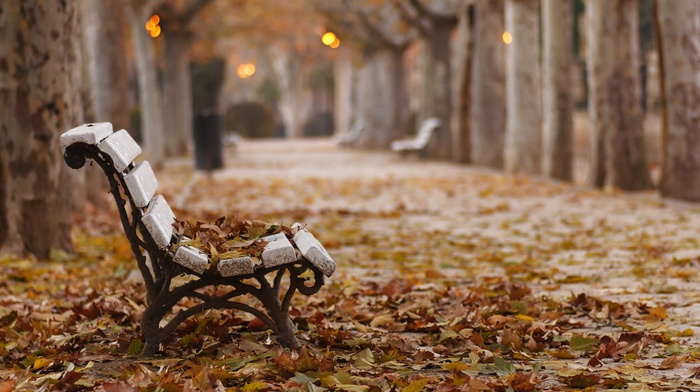 leaves, park, fall, bench