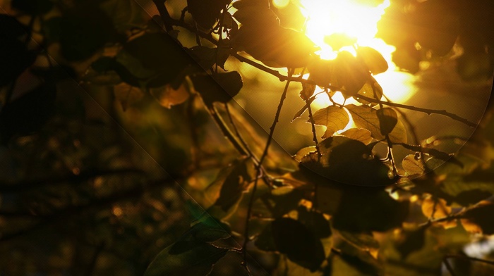 trees, nature, branch, leaves, sunlight