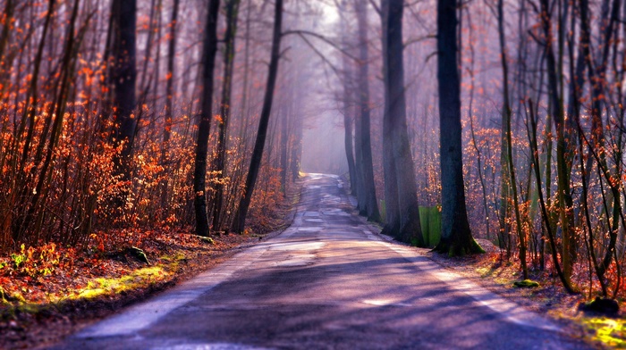 road, sunrise, forest, trees