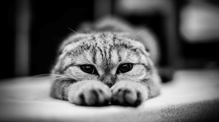 monochrome