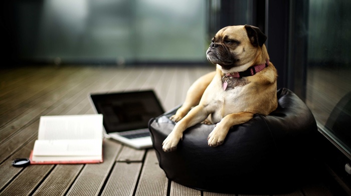 books, dog, laptop, mac book, pug