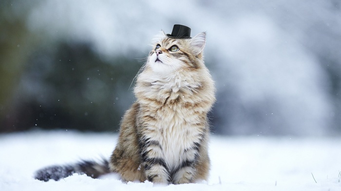 depth of field, animals, snow, hat, cat, nature, winter