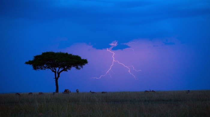 lightning, nature, antelope, animals, savannah