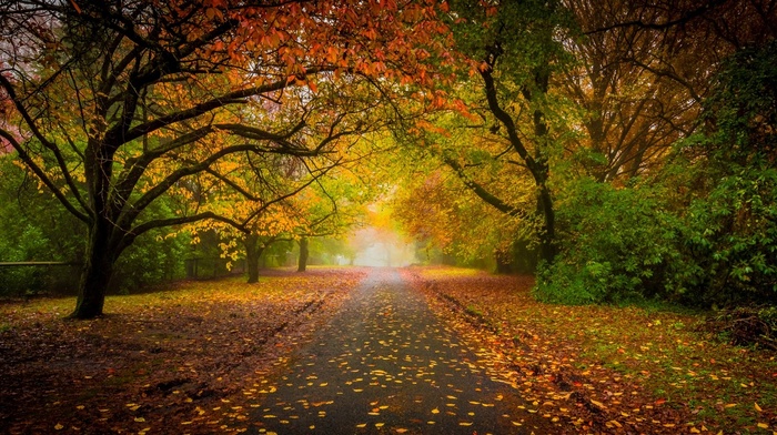fall, road, landscape, trees, morning, mist, colorful, leaves, shrubs, nature, fence, sunrise, tunnel