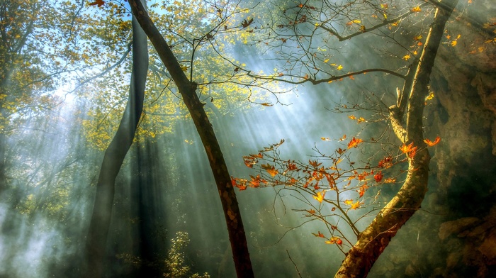 sun rays, nature, mist, sunrise, leaves, forest, landscape, fall, trees