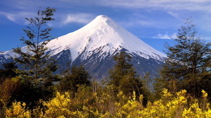 mountain, nature, white, wildflowers, yellow, Chile, landscape, volcano, shrubs, trees, snowy peak