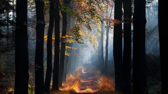 mist, morning, fall, landscape, trees, leaves, grass, nature, forest, sun rays, path