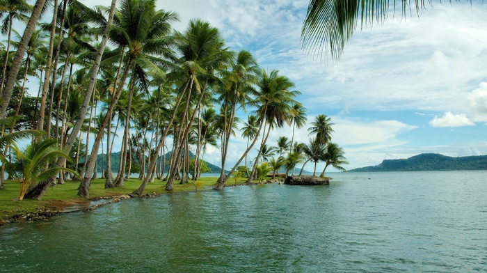 palm trees, coast, island