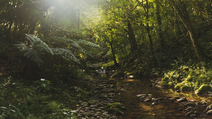 stream, nature, jungles, sunlight, forest