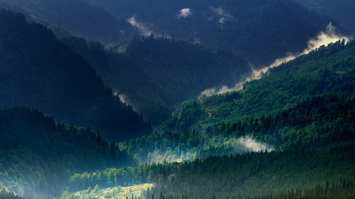 forest, Carpathians, trees, green, spring, mist, landscape, mountain, nature