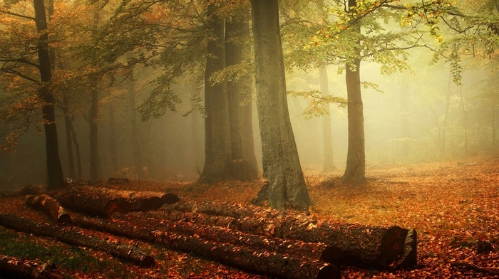 forest, trees, leaves, morning, nature, landscape, mist, fall