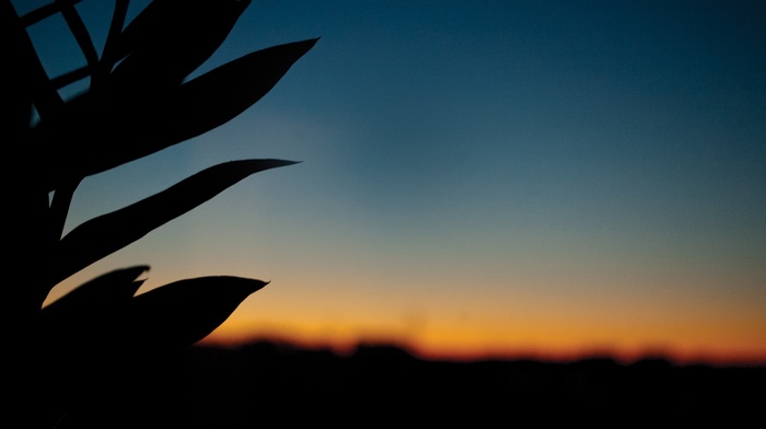 sunset, silhouette, leaves