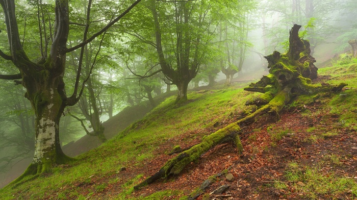 moss, hill, mist, nature, leaves, branch, grass, forest, trees, dead trees