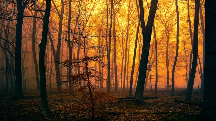 mist, trees, moss, forest, orange, leaves, sunlight, fall, silhouette, nature, branch, landscape