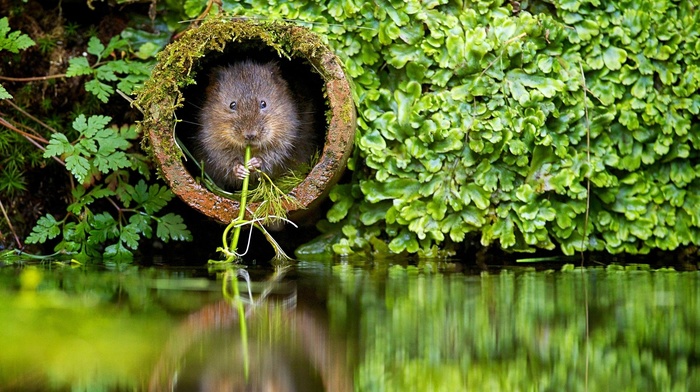 nature, river, plants, beavers