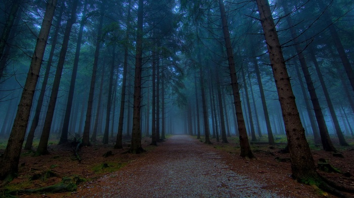 mist, forest, landscape