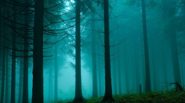 mist, forest, trees