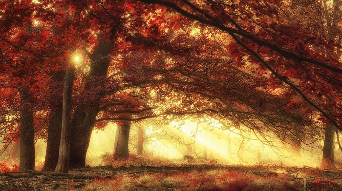forest, nature, red, fall, magic, morning, sun rays, grass, trees, landscape, mist, sunlight