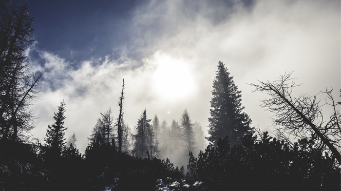 trees