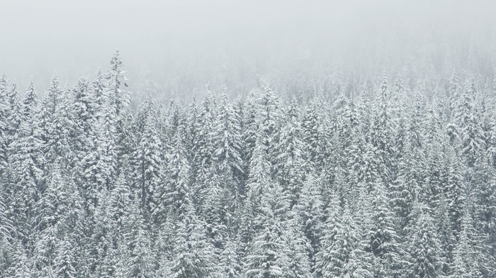 snow, trees