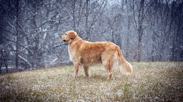 snow, winter, golden retrievers, dog, animals
