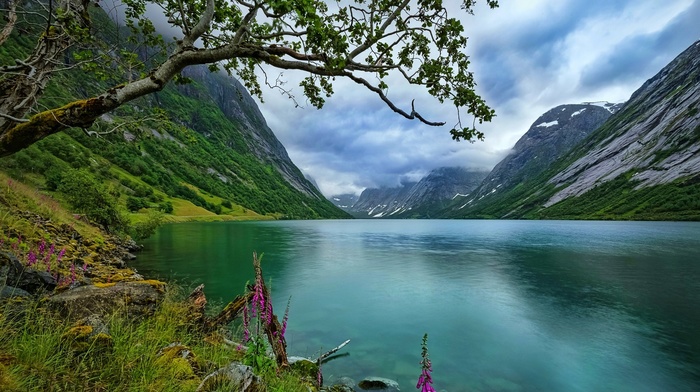 Norway, grass, landscape, nature, wildflowers, lake, summer, water, trees, clouds