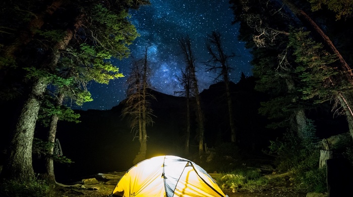 trees, camping, long exposure, starry night, forest, blue, nature, lights, yellow, Milky Way, shrubs, landscape