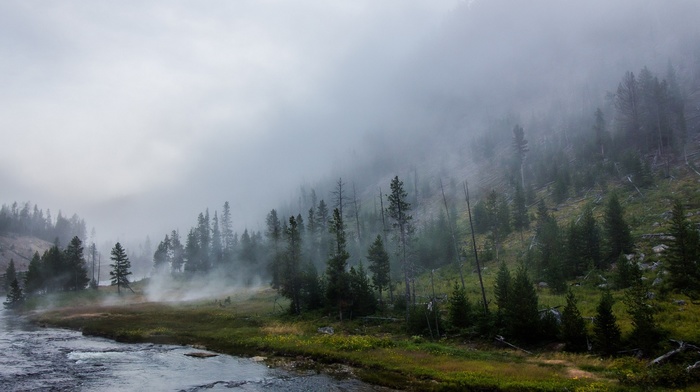 forest, river, landscape, trees, grass, mist, nature, Yellowstone National Park, mountain