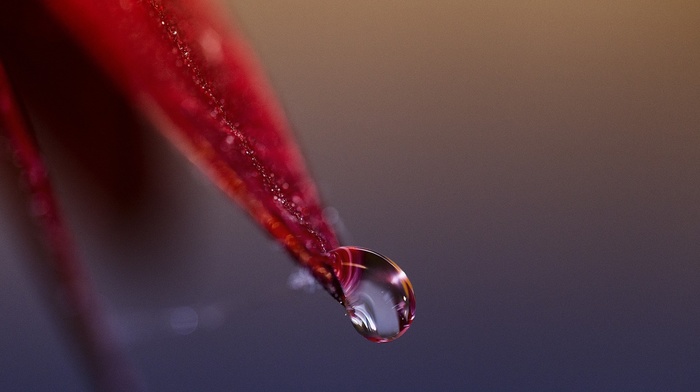 depth of field, red leaves, macro, leaves, detailed, water drops, closeup, nature, plants
