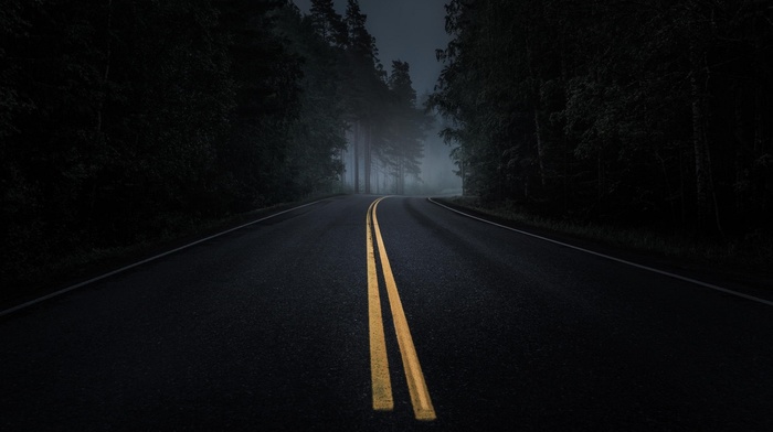 asphalt, dark, mist, night, road, yellow, forest, pine trees, trees
