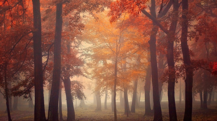 landscape, leaves, park, morning, sunrise, mist, nature, fall, trees, red