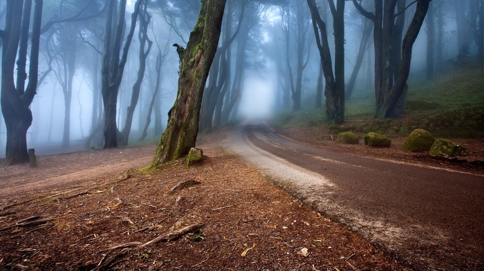 hill, trees, forest, nature, moss, roots, morning, Portugal, Europe, landscape, stones, road, mist