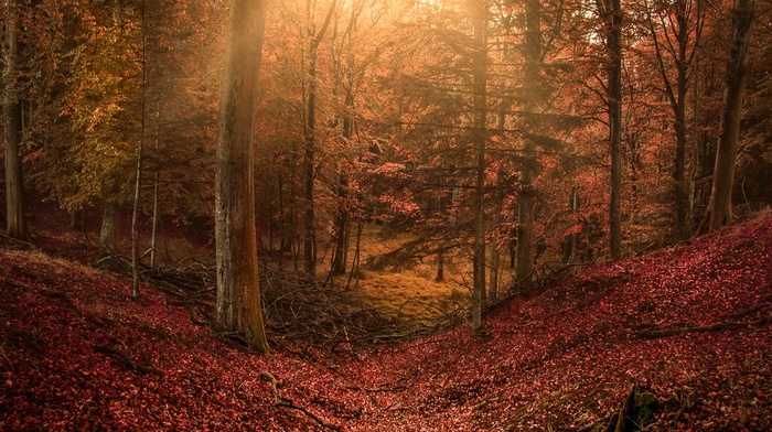 hill, leaves, fairy tale, colorful, sun rays, trees, nature, landscape, path, fall, forest