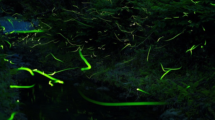 fireflies, nature, forest