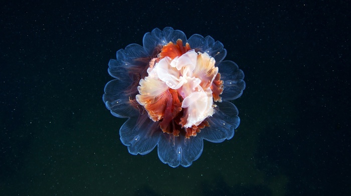 photography, jellyfish, nature, flowers