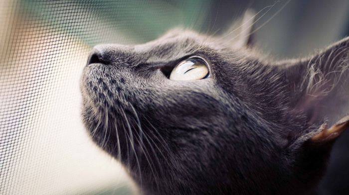 cat, nets, macro, eyes