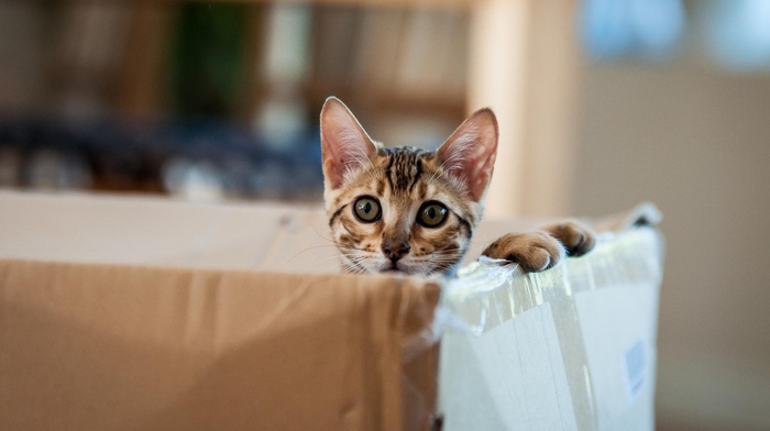 animals, cat, boxes