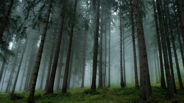 mist, trees, forest, pine trees, grass, nature, landscape