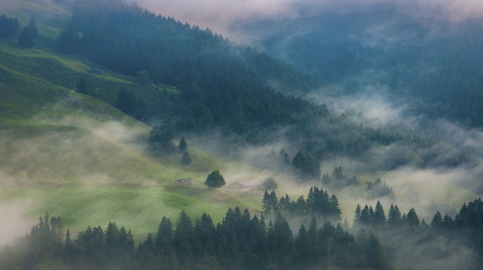 forest, mist, nature, landscape, trees, mountain, cabin, morning