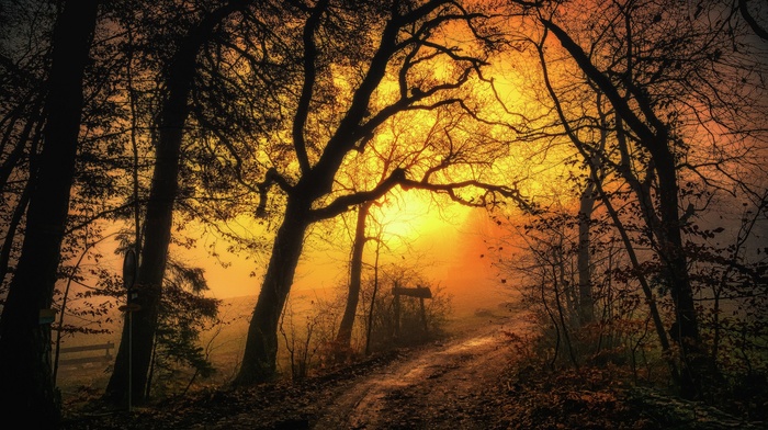dirt road, trees, yellow, nature, sky, path, leaves, forest, sunrise, mist, landscape, morning