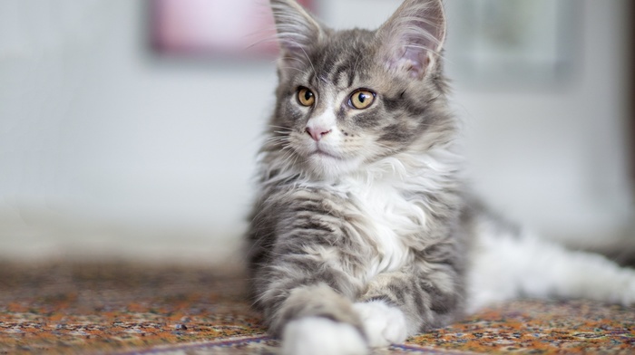 cat, animals, Maine Coon