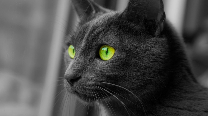 monochrome, cat, animals, selective coloring, green eyes