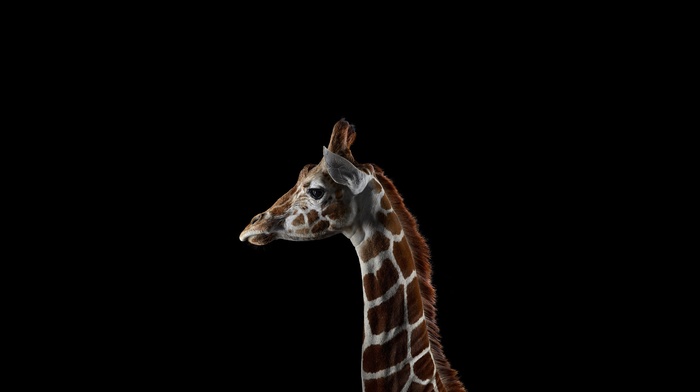 photography, giraffes, simple background, mammals