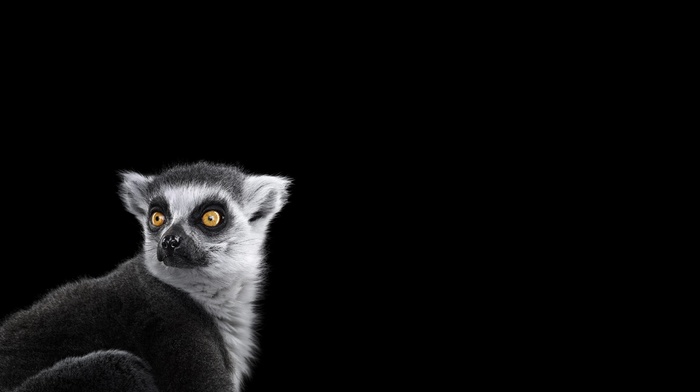 monkeys, simple background, mammals, photography