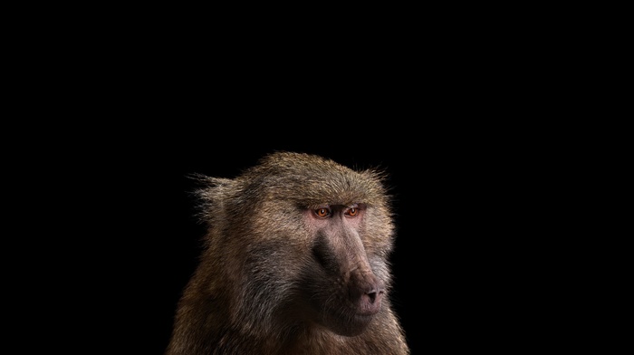 mammals, simple background, monkeys, photography