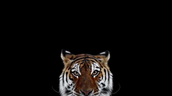 photography, simple background, mammals, big cats, cat, tiger