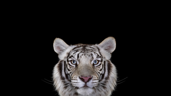tiger, white tigers, big cats, photography, simple background, cat, mammals